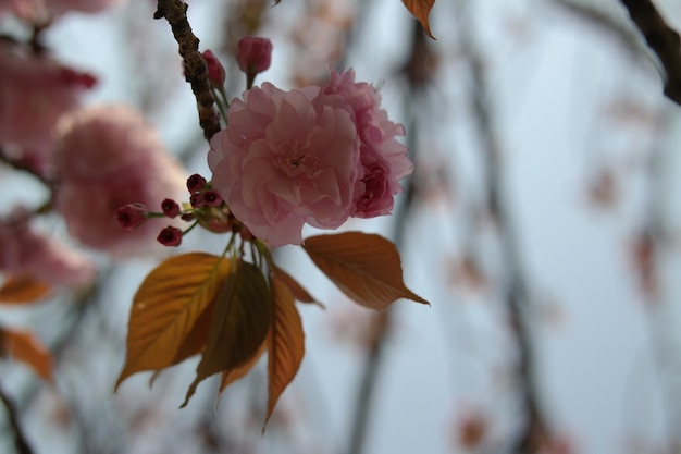 Cherry blossom background image.