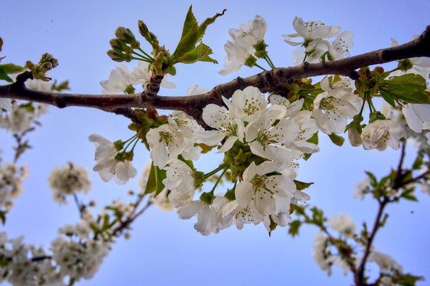 Photo cherry blossom on the background of the sky at dawn