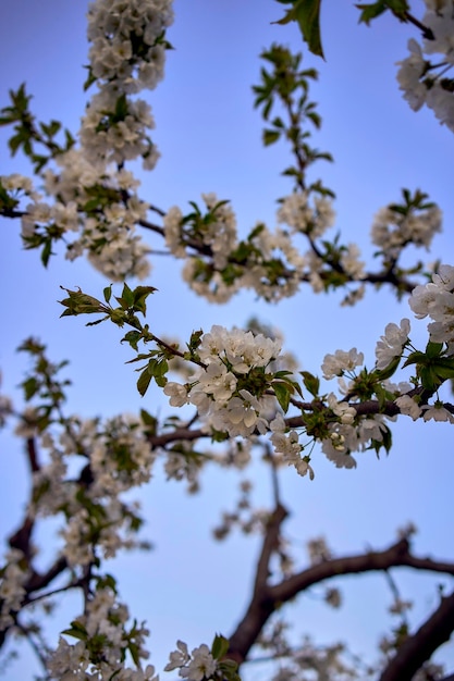 Photo cherry blossom on the background of the sky at dawn