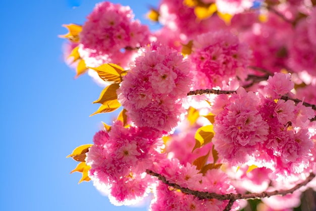 桜の花。春の日に花と背景。サクラ桜。春の花の背景。咲く木と晴れた日の美しい自然のシーン。