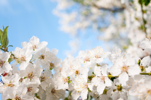 Cherry blossom background