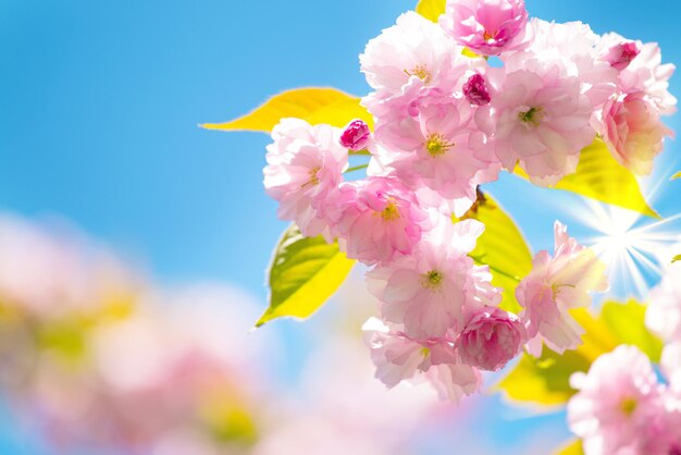 아름다운 벚꽃, 사쿠라. 일본