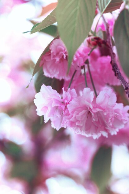 美しい桜、さくら。日本の春