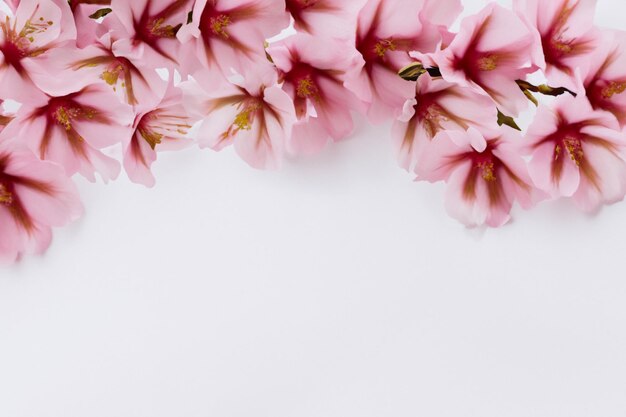 Cherry blossom beauty su carta bianca per mockup