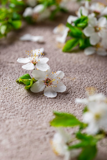 Cherry blossom on beige background