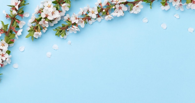 Cherry blossom over blue background