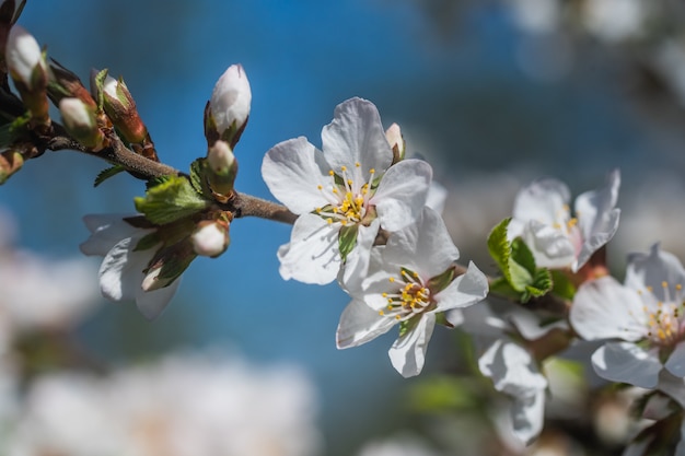 Photo cherry blossom on blue sky background