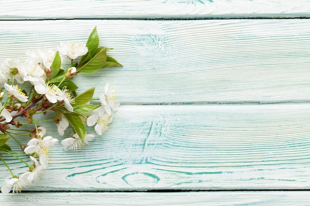 cherry blossom over blue wood background