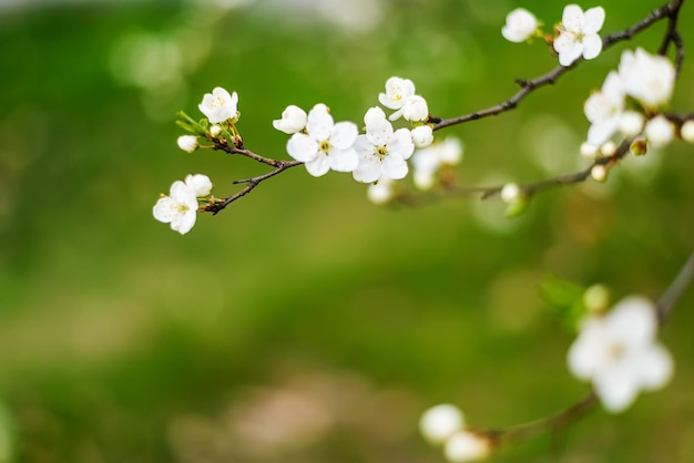庭の春を背景に桜の枝