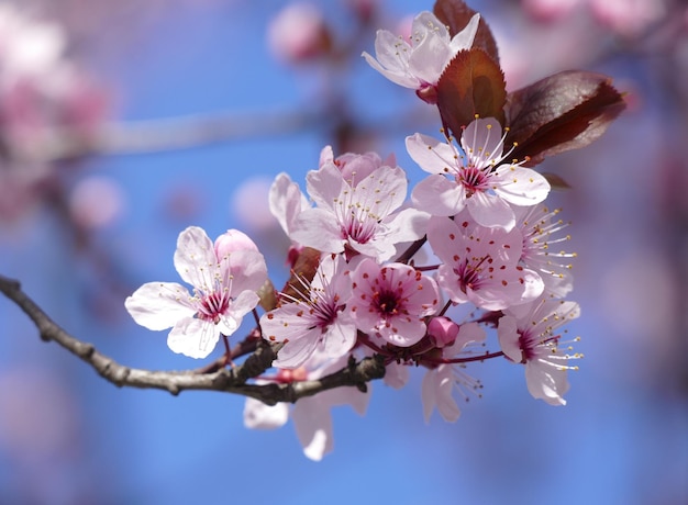 Cherry blossom branch in nature