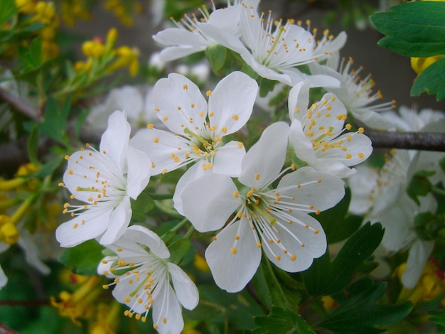 桜の枝写真