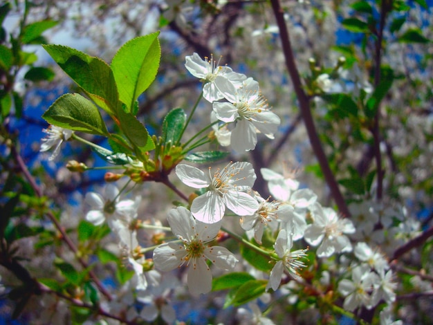 桜の枝写真