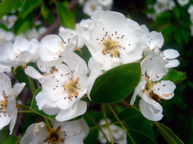 Cherry blossom branch photo