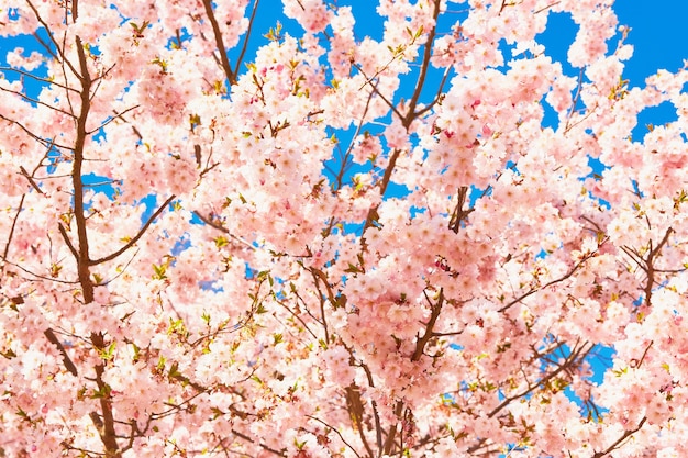 Cherry blossom branch or sakura in bloom against the blue sky.