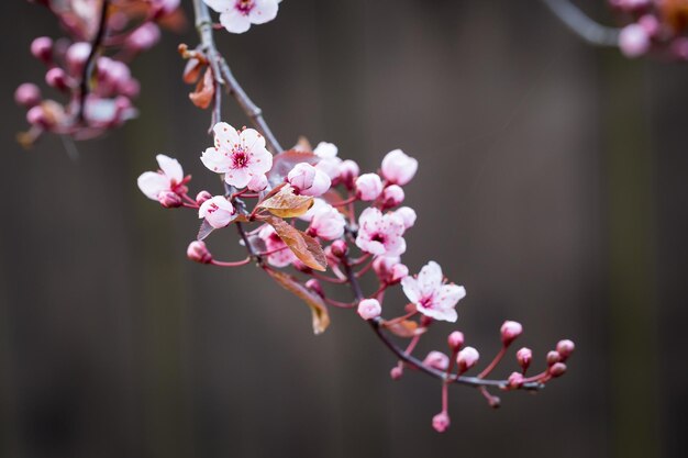 春の桜の枝