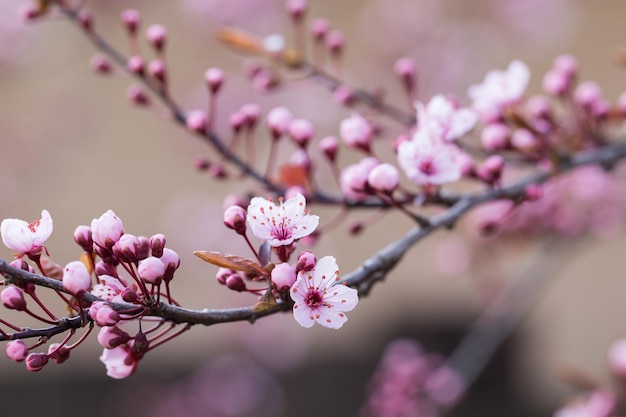 春の桜の枝