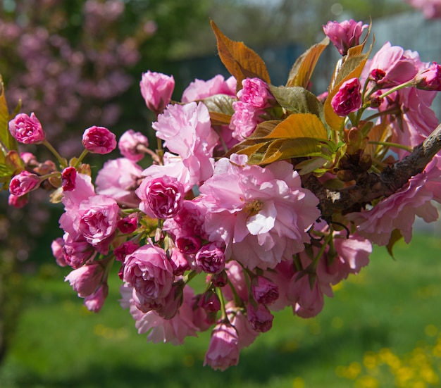 美しい柔らかな自然の背景を持つ桜の枝。