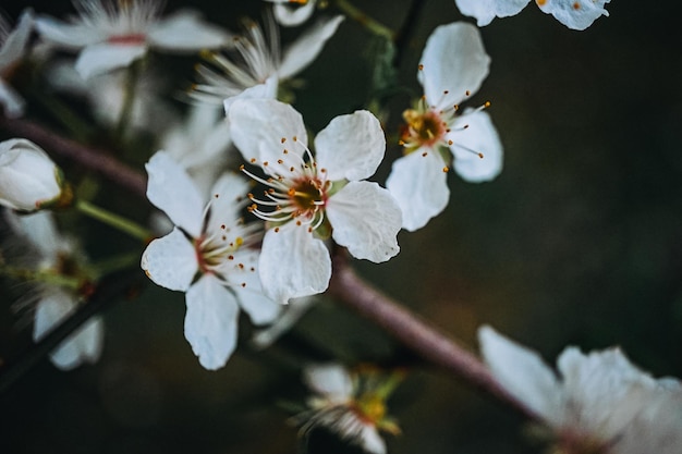 Cherry blossom on a branch