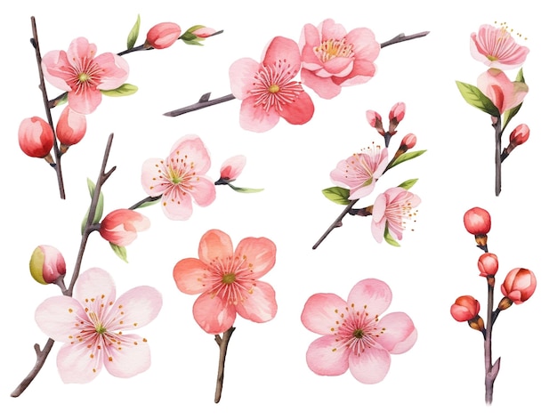 Cherry blossom branches Japanese blooming sakura flowers spring decor isolated on white background