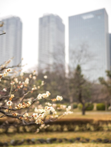 写真 街の建物のそばに桜がいています