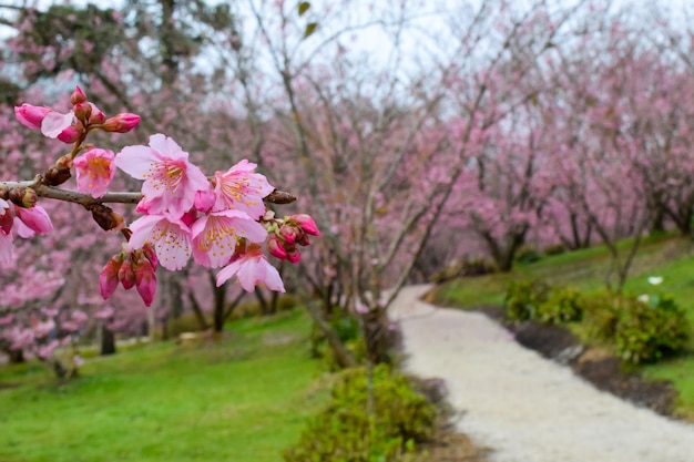 カンポスドジョルダオの桜