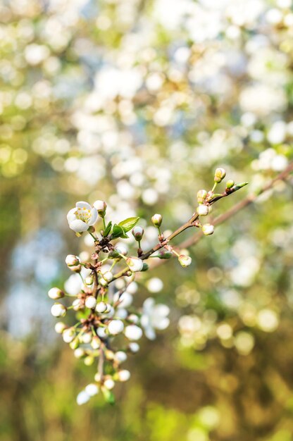 桜のクローズアップ