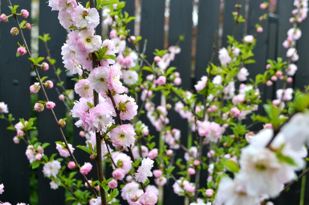 Photo cherry blossom during springtime