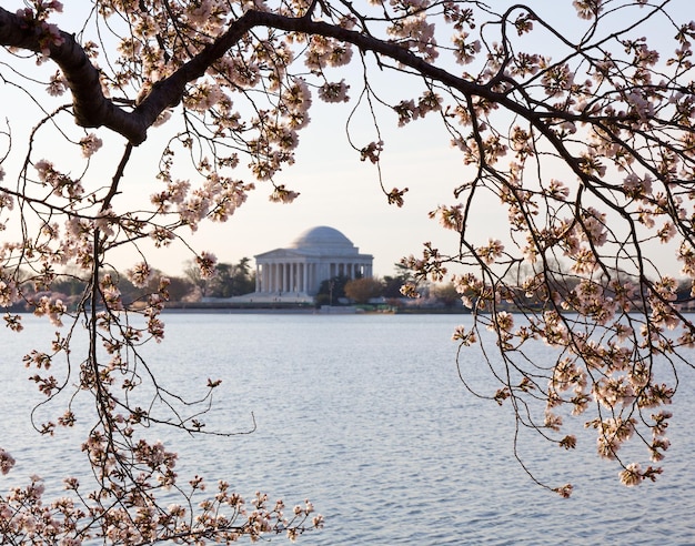 Cherry Blossom en Jefferson Memorial