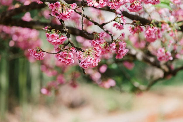 Cherry Blossom en Sakura behang