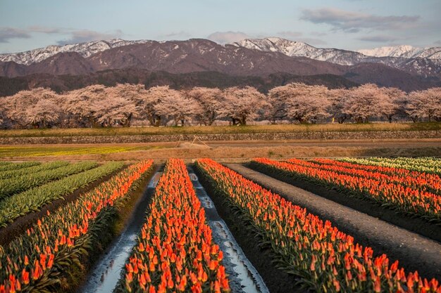 Photo cherry blossom festival in asahi japan