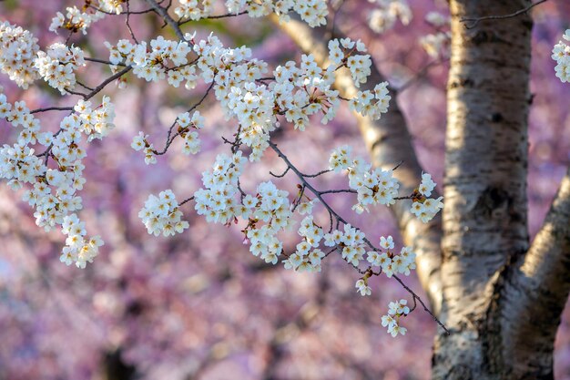 アメリカのワシントンdcで開催される桜祭り