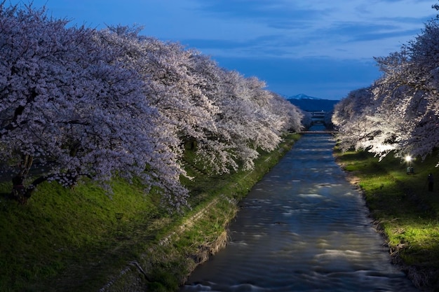 Photo cherry blossom festival in japan