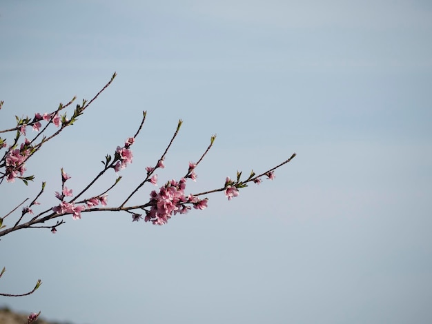 桜の花が咲く