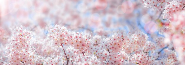 写真 春の桜の花が背景またはテキストのコピースペースです