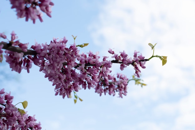 写真 空の桜の花