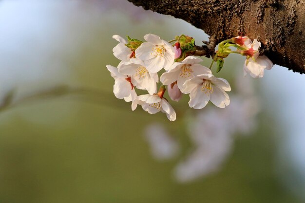 Cherry blossom flower petals