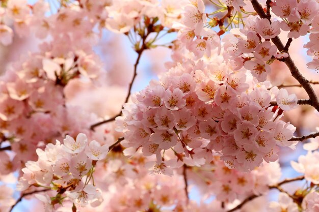 Cherry blossom flower petals