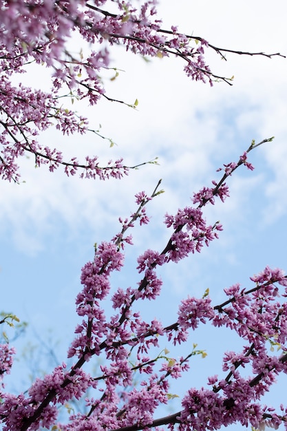 Photo cherry blossom flower in the sky