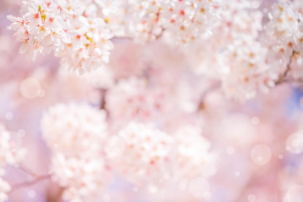 Cherry blossom flower in spring for background or copy space for text