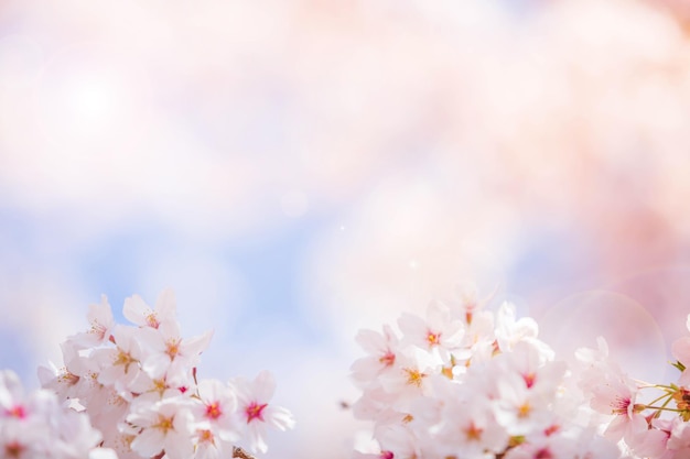 Cherry blossom flower in spring for background or copy space for text