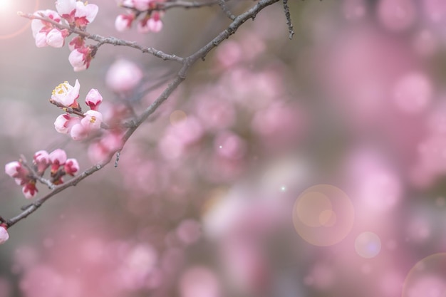 배경을 위한 봄의 벚꽃 꽃 또는 텍스트 복사 공간