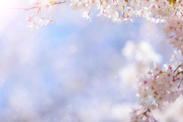 春の桜の花が背景またはテキストのコピースペースです