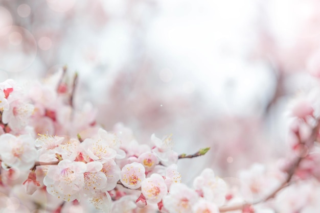 春の桜の花を背景にまたはテキストのコピースペースに