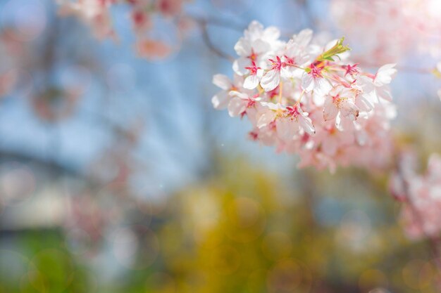 春の桜の花を背景にまたはテキストのコピースペースに