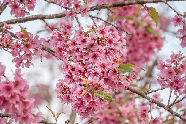 桜の花