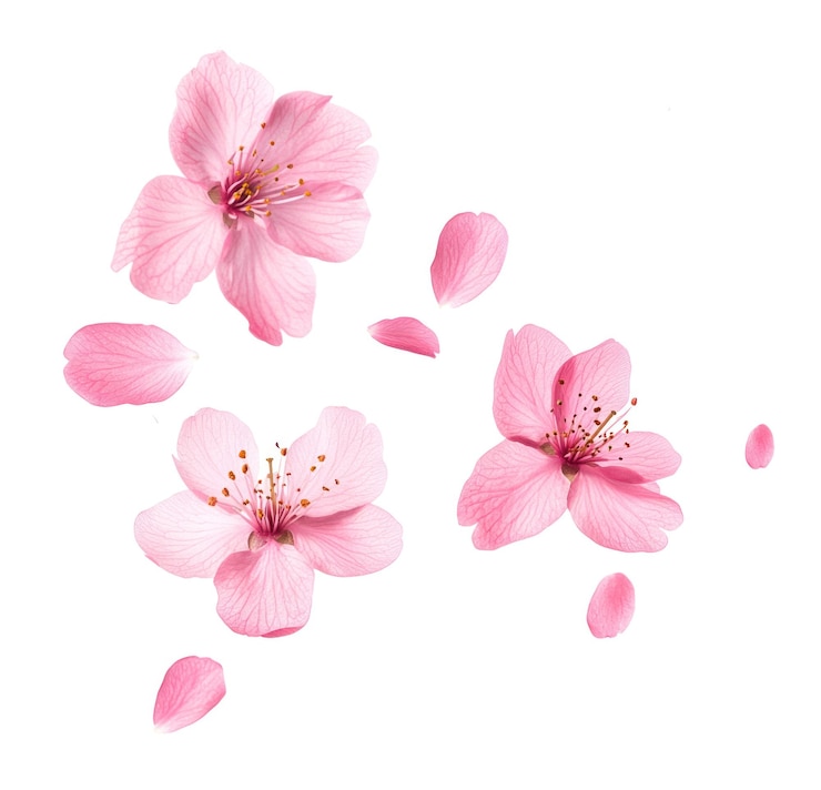 Photo cherry blossom flowers blossoms petals spring