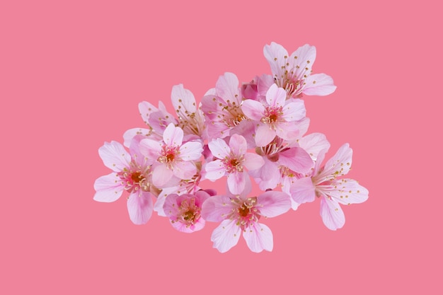 Cherry blossom flowers, sakura flowers isolated on pink background - clipping paths.