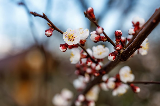 Cherry blossom flowers at springtime.