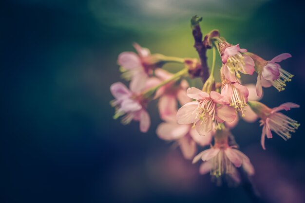 桜の花の木