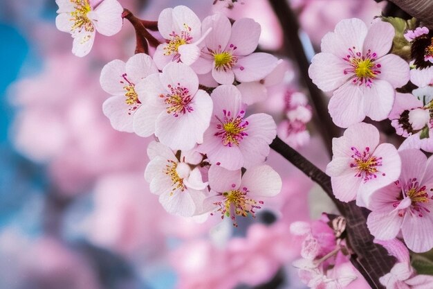 写真 桜の花は柔らかくぼんやりした背景で,明るいピンクの色の振動で,美しい開花